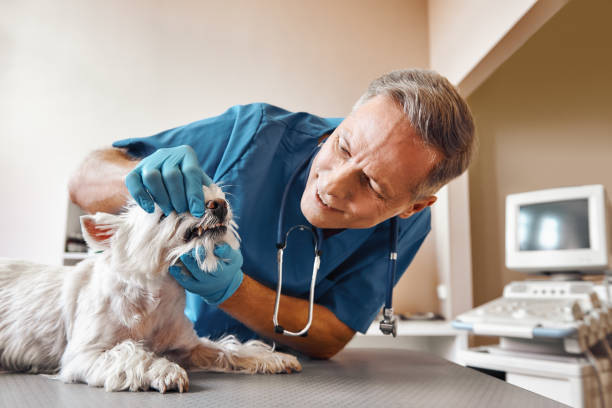 Best Walk-In Emergency Dental Services in Terra Alta, WV